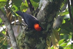 Malimbus rubricollis