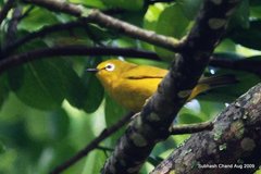 Zosterops stuhlmanni