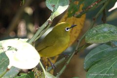 Zosterops stuhlmanni