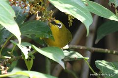 Zosterops stuhlmanni