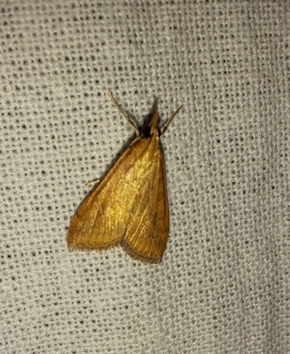 Rusty Dot Pearl, 2941 AM Lekkerkerk, Nederland, photo 7 of 10