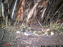 Junco hyemalis cismontanus