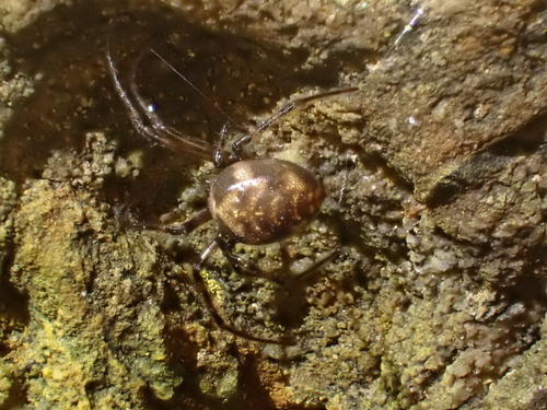 Dolloff Cave Spider