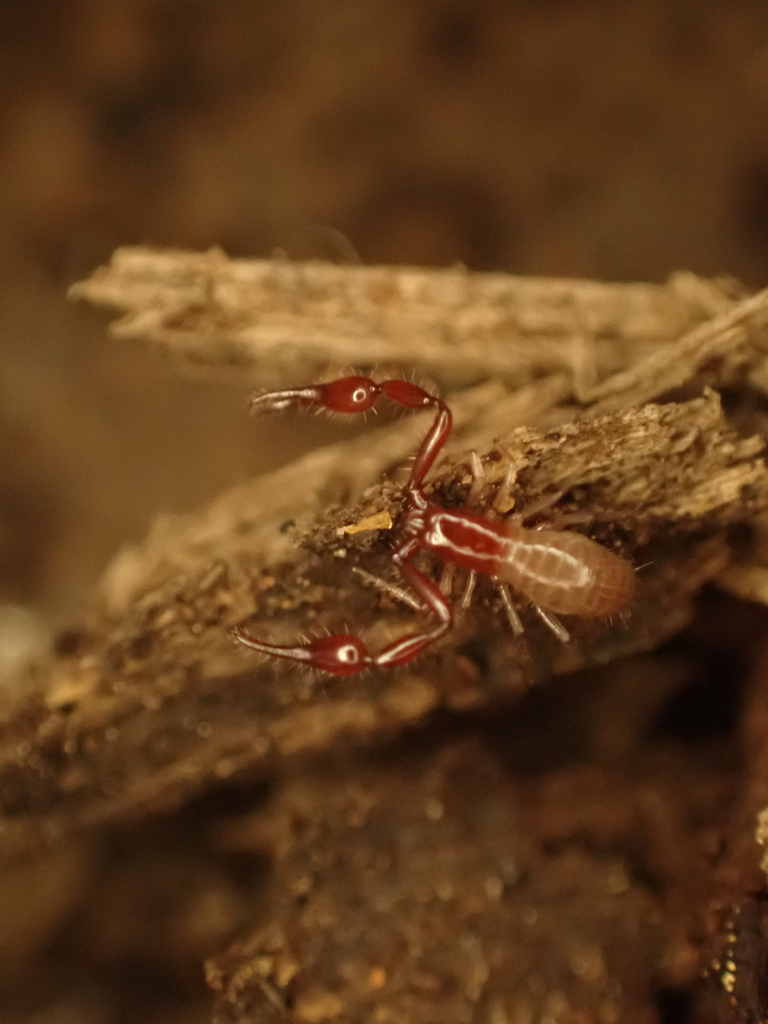 Empire Cave Pseudoscorpion