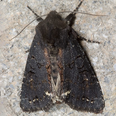Melanchra assimilis