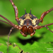 Cosmetid Harvestmen - Photo (c) Jonathan Kolby, some rights reserved (CC BY-NC-ND), uploaded by Jonathan Kolby