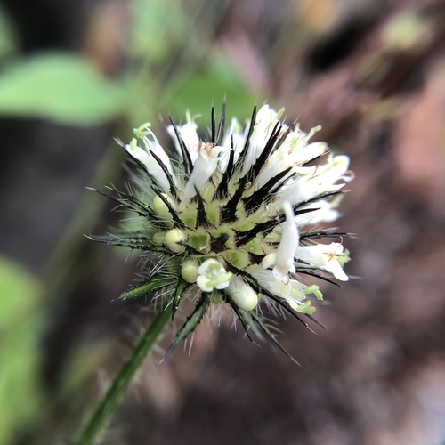 Dipsacus strigosus (Dipsacus strigosus)