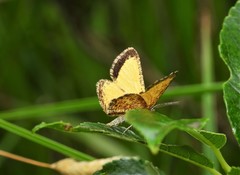 Isturgia limbaria