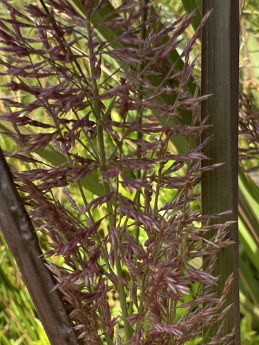 Tall Flat Panicgrass (Coleataenia pulchra)