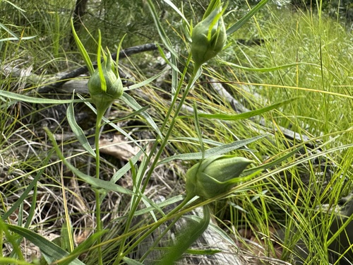 Rhopalomyia lobata photo 4