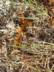 Scolopendra alternans