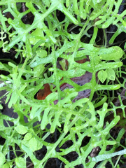 Pholistoma auritum auritum