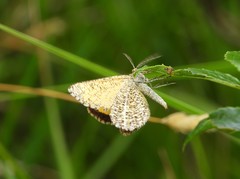 Isturgia limbaria