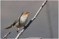 Cisticola njombe