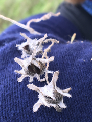 Pholistoma auritum auritum