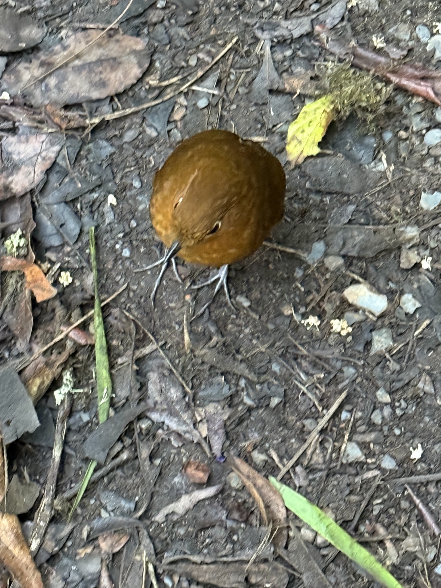 Muisca Antpitta (Grallaria rufula), photo 6