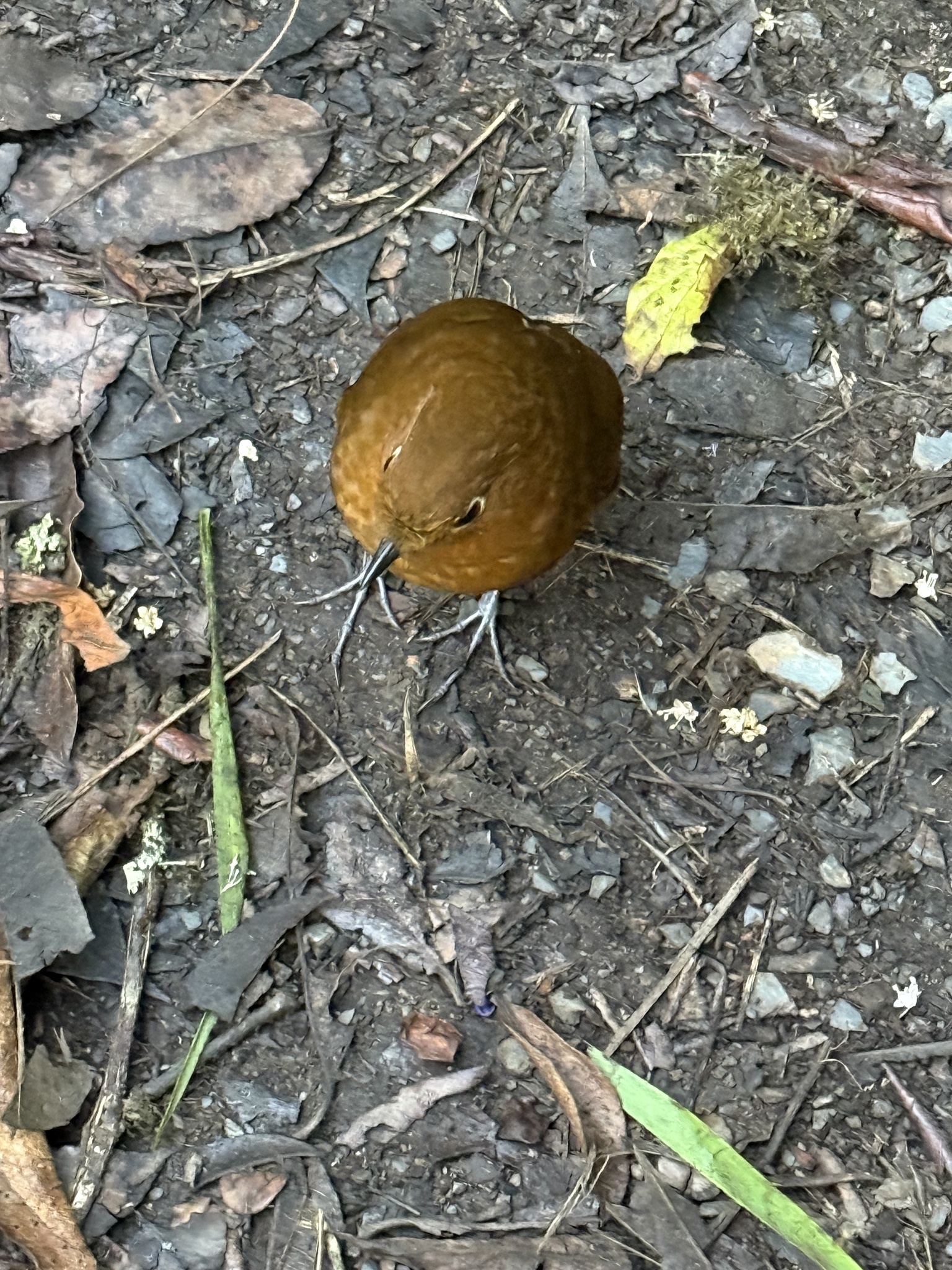 Muisca Antpitta (Grallaria rufula), photo 7
