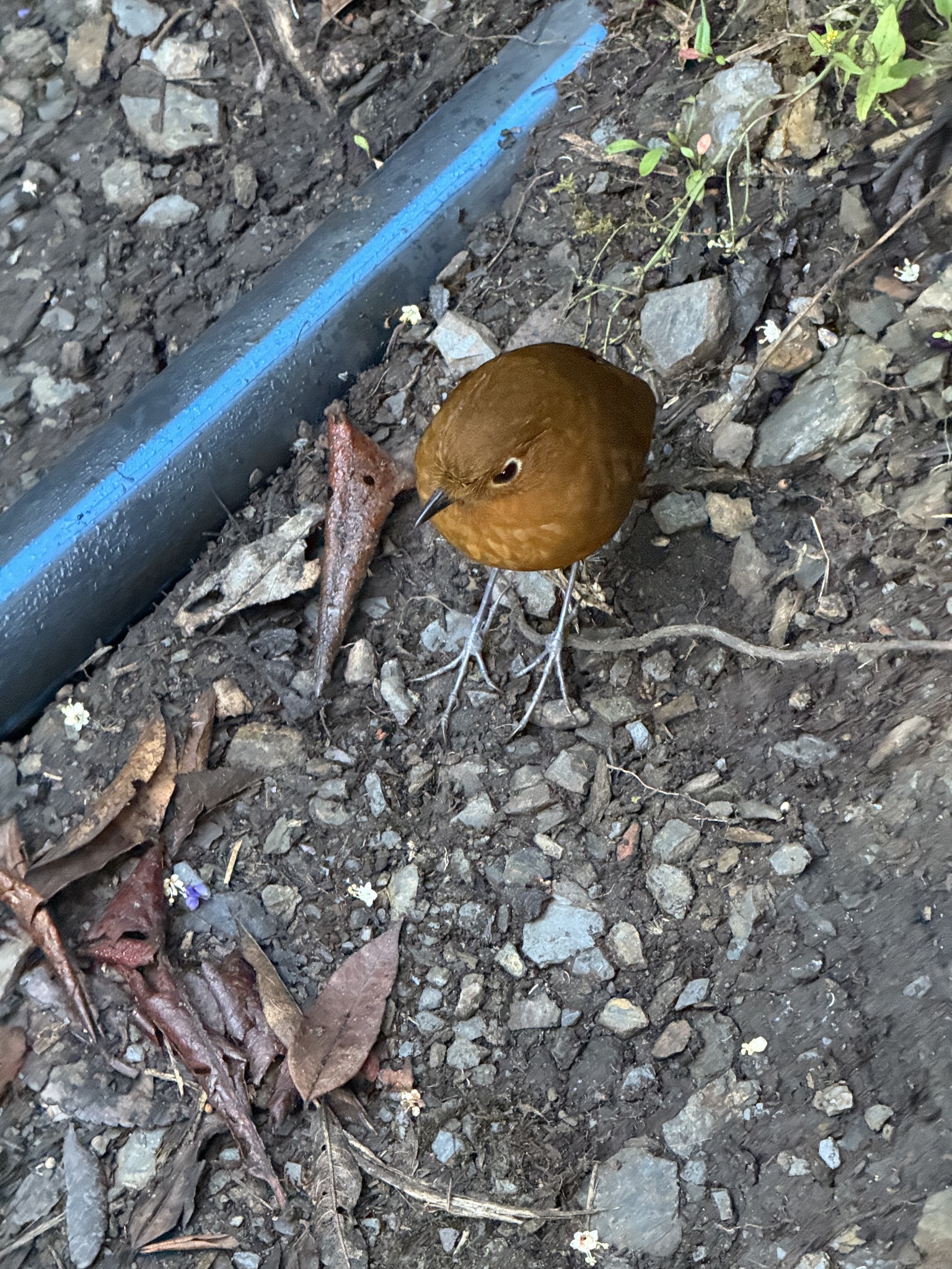 Muisca Antpitta (Grallaria rufula), photo 8