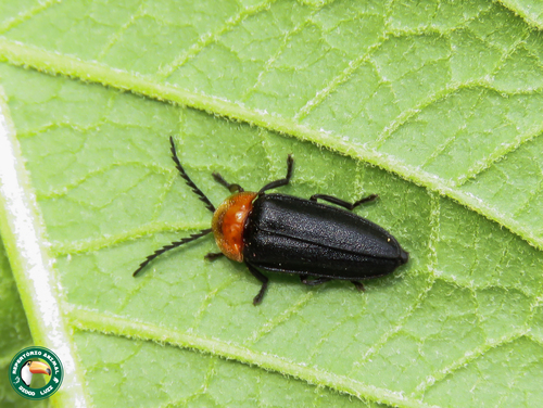 Vesta thoracica