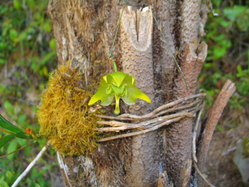 Aeranthes denticulata Toill.-Gen., Ursch & Bosser 3