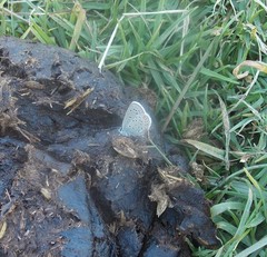 Icaricia lupini texanus