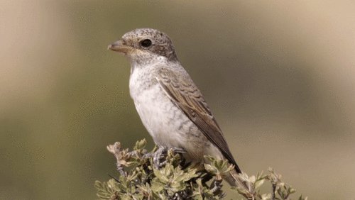 Red-backed Shrike