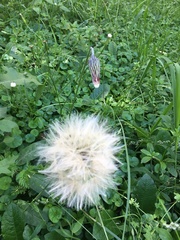 Chaptalia arechavaletae