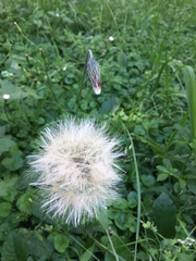 Chaptalia arechavaletae