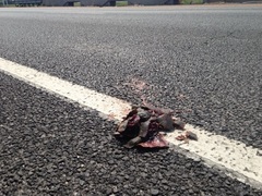 Malaclemys terrapin centrata