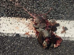 Malaclemys terrapin centrata