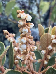 (c) julianazuluaga-carrero, some rights reserved (CC BY-SA) Clethra fimbriata, photograph (c) julianazuluaga-carrero, some rights reserved (CC BY-SA)