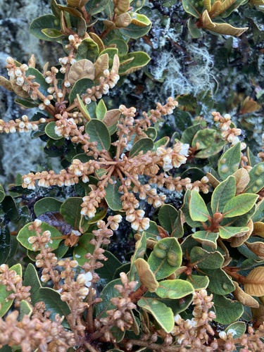 Clethra fimbriata, photograph 3
