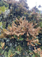 (c) julianazuluaga-carrero, some rights reserved (CC BY-SA) Clethra fimbriata, photograph (c) julianazuluaga-carrero, some rights reserved (CC BY-SA)