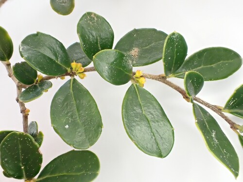Boxleaf azara (Azara microphylla)
