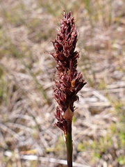 Machaerina teretifolia