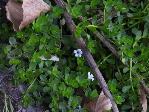 iNaturalist observation photo of Herb-of-Grace