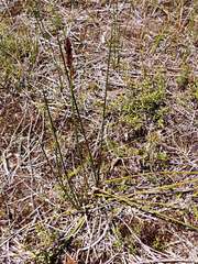 Machaerina teretifolia