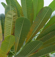 Coleosporium plumeriae