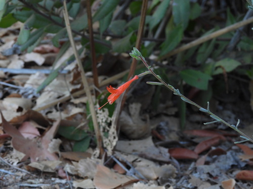 iNaturalist observation photo of California fuchsia