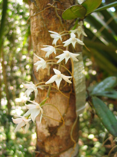 Aerangis modesta (Hook.f.) Schltr. 3