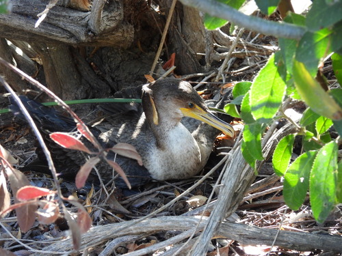 iNaturalist observation photo of Double-crested Cormorant