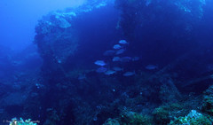 Craterognathus plagiotaenia