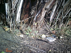 Junco hyemalis cismontanus