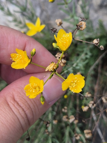 Hypericum coris, photograph 6