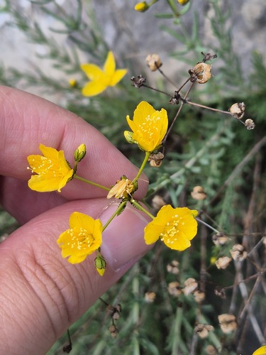 Hypericum coris, photograph 4