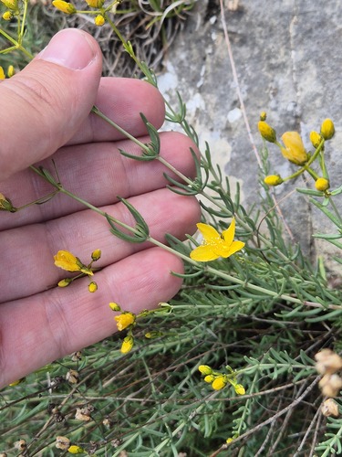 Hypericum coris, photograph 5