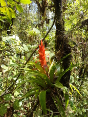 Tillandsia imperialis