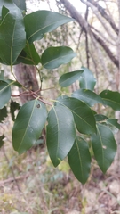 Panicle Hackberry (Celtis paniculata)
