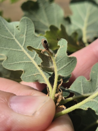 Spindle Gall Causer