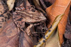 Physalaemus ephippifer